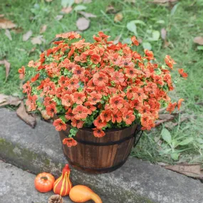 14 Silk Daisy with Eucalyptus 12 Bundles- Orange