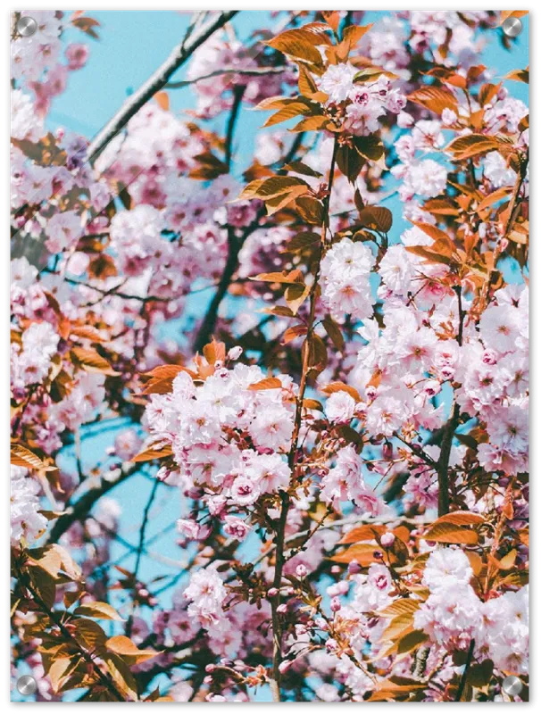 Floral - Print